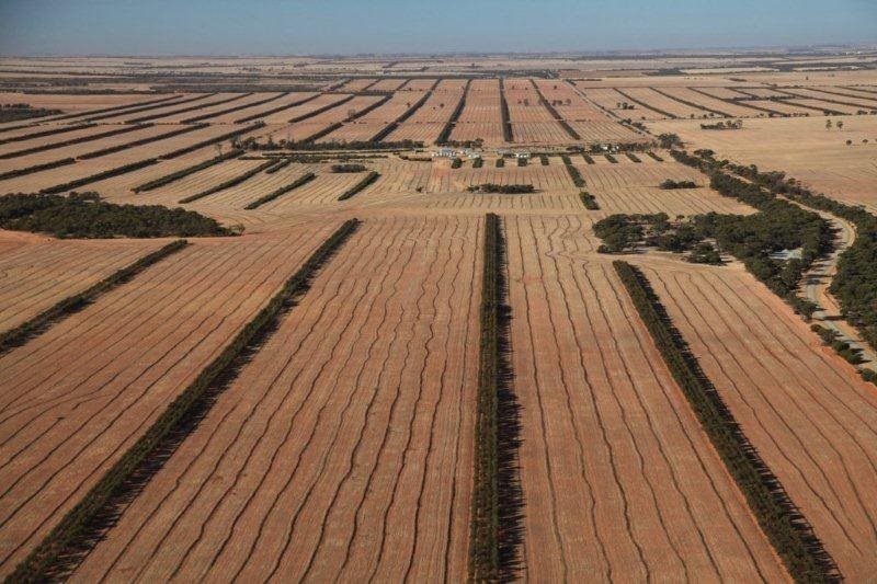 Mallee plantations in Western Australia's Wheatbelt region.